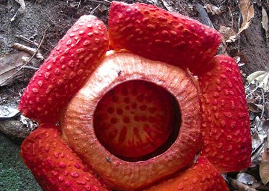 世界十大最奇特的植物,百歲蘭是雌雄異株、大王花擁有惡臭氣味