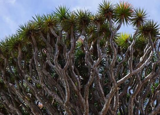 世界十大最奇特的植物,百歲蘭是雌雄異株、大王花擁有惡臭氣味