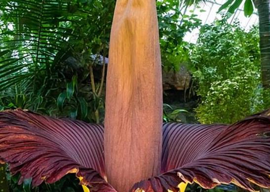 世界十大最奇特的植物,百歲蘭是雌雄異株、大王花擁有惡臭氣味