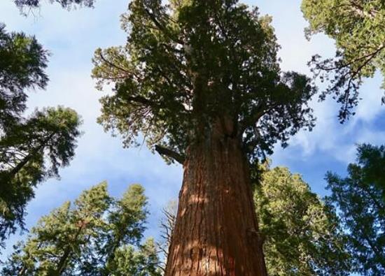 世界十大最奇特的植物,百歲蘭是雌雄異株、大王花擁有惡臭氣味