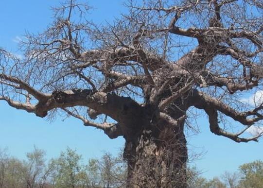 世界十大最奇特的植物,百歲蘭是雌雄異株、大王花擁有惡臭氣味