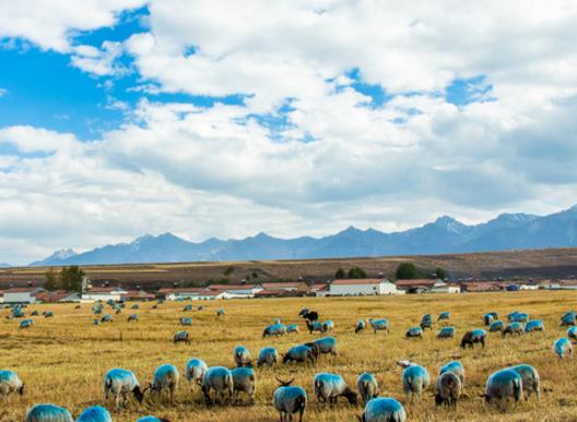 中國十大最美草原排名,呼倫貝爾草原、伊犁草原風光景色宜人