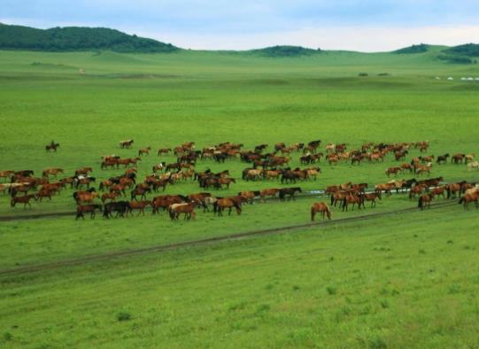 中國十大最美草原排名,呼倫貝爾草原、伊犁草原風光景色宜人