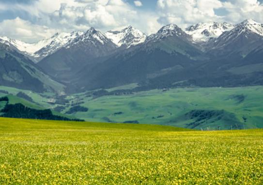 中國十大最美草原排名,呼倫貝爾草原、伊犁草原風光景色宜人