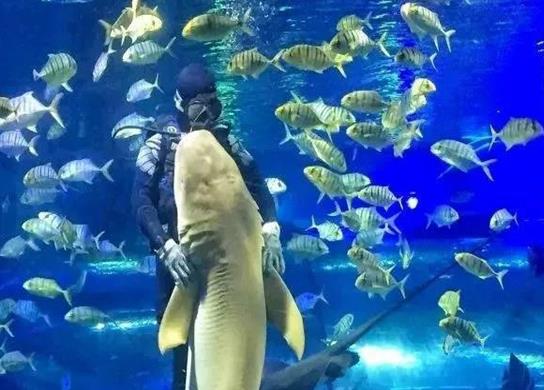 2021年蘇州十大主題公園排行榜,蘇州樂園森林世界觀賞和娛樂都很現代化