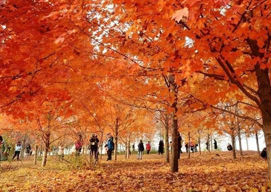 2021湖北省十大民辦大學排名,武昌首義學院、文華學院很有影響力