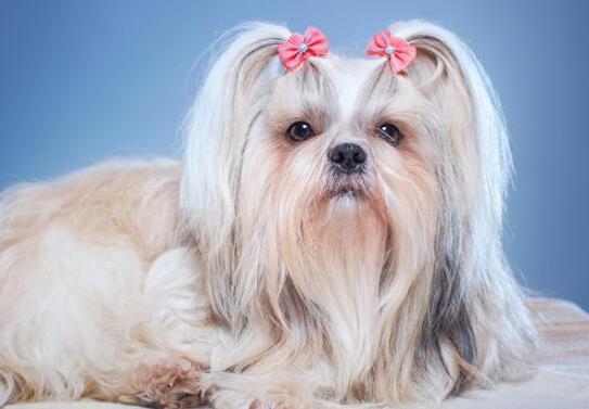 十大壽命最長的狗狗品種,阿拉斯加犬、西施犬高貴優雅