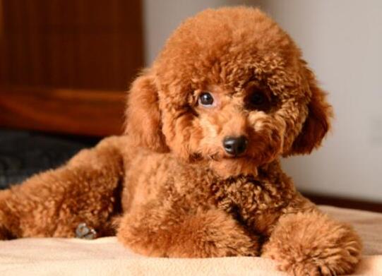 十大壽命最長的狗狗品種,阿拉斯加犬、西施犬高貴優雅