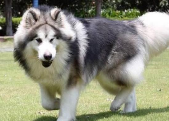 十大壽命最長的狗狗品種,阿拉斯加犬、西施犬高貴優雅