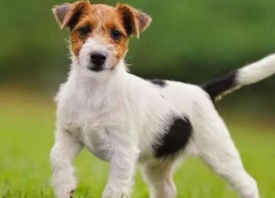 十大壽命最長的狗狗品種,阿拉斯加犬、西施犬高貴優雅