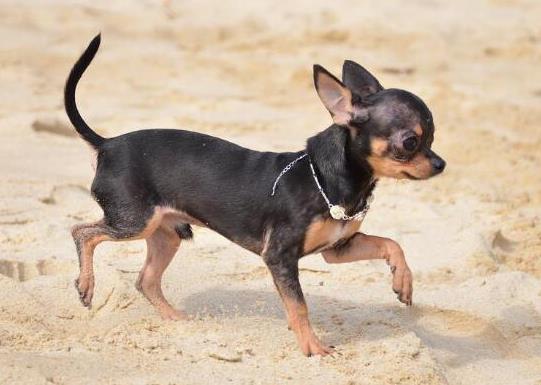 十大壽命最長的狗狗品種,阿拉斯加犬、西施犬高貴優雅