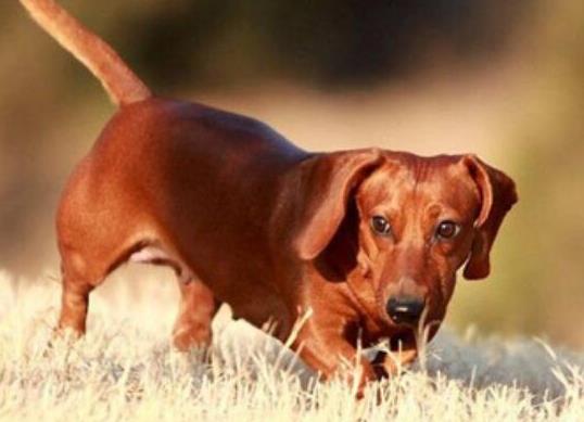 十大壽命最長的狗狗品種,阿拉斯加犬、西施犬高貴優雅