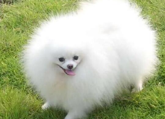 十大壽命最長的狗狗品種,阿拉斯加犬、西施犬高貴優雅