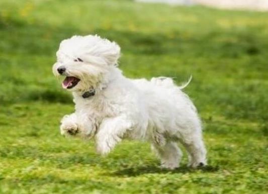 十大壽命最長的狗狗品種,阿拉斯加犬、西施犬高貴優雅