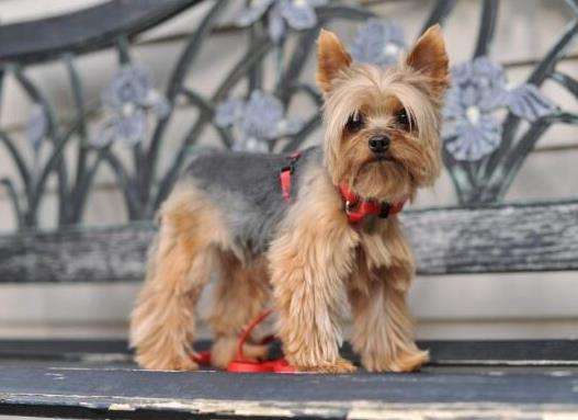 十大壽命最長的狗狗品種,阿拉斯加犬、西施犬高貴優雅