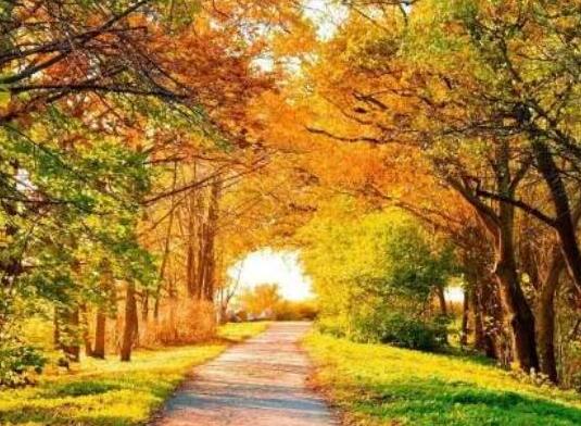 世界十大著名鋼琴曲排名,《藍色多瑙河》《悲愴奏鳴曲》陶冶情操