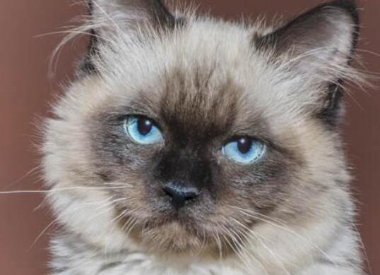 世界十大最聰明的寵物貓,加拿大無毛貓、暹羅貓獨立又好養