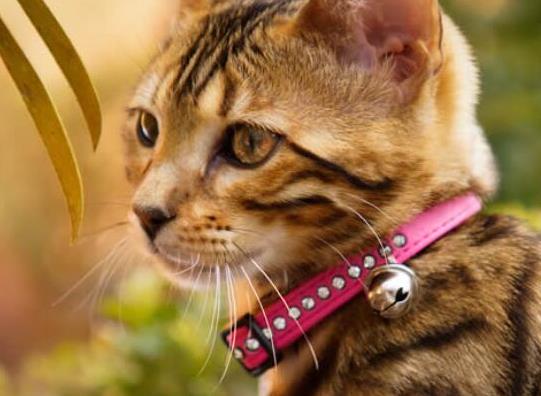 世界十大最聰明的寵物貓,加拿大無毛貓、暹羅貓獨立又好養