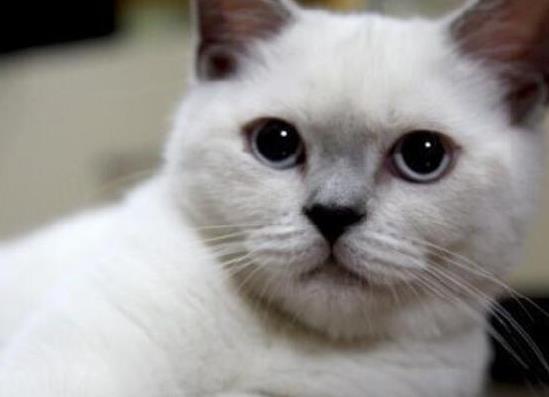 世界十大最聰明的寵物貓,加拿大無毛貓、暹羅貓獨立又好養