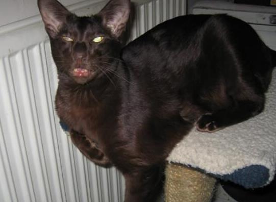 世界十大最聰明的寵物貓,加拿大無毛貓、暹羅貓獨立又好養