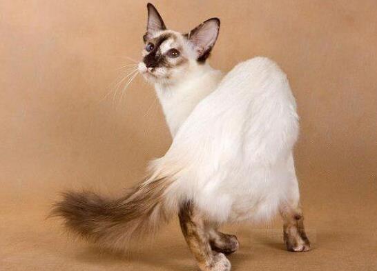 世界十大最聰明的寵物貓,加拿大無毛貓、暹羅貓獨立又好養