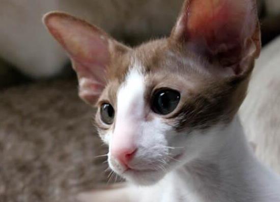 世界十大最聰明的寵物貓,加拿大無毛貓、暹羅貓獨立又好養