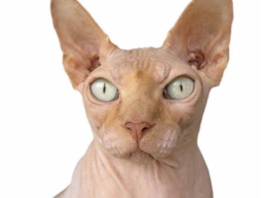 世界十大最聰明的寵物貓,加拿大無毛貓、暹羅貓獨立又好養