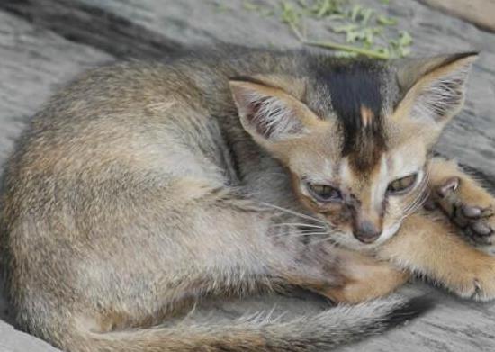 世界十大最聰明的寵物貓,加拿大無毛貓、暹羅貓獨立又好養