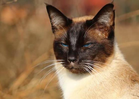 世界十大最聰明的寵物貓,加拿大無毛貓、暹羅貓獨立又好養