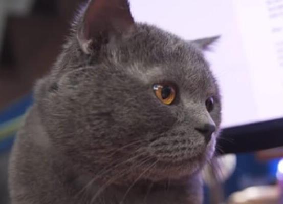 世界十大最聰明的寵物貓,加拿大無毛貓、暹羅貓獨立又好養