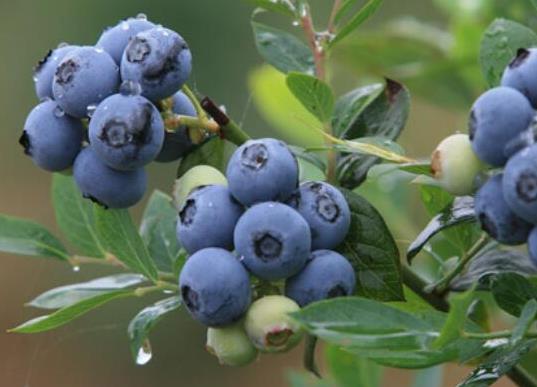 十大最佳抗氧化食物排名,山竹有熱帶“果后”之美稱、番茄低糖營養(yǎng)