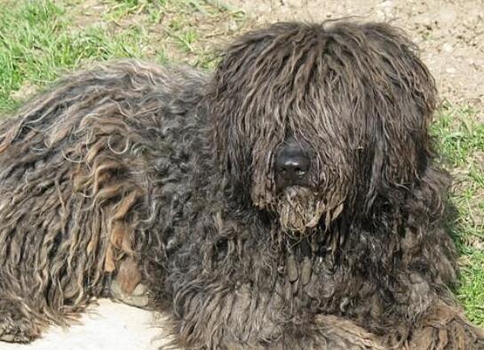 世界十大最受歡迎牧羊犬,邊境牧羊犬、德國牧羊犬智商高