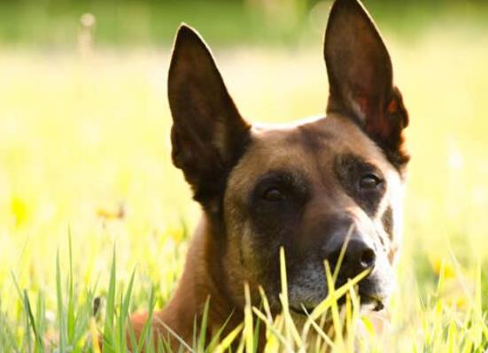 世界十大最受歡迎牧羊犬,邊境牧羊犬、德國牧羊犬智商高