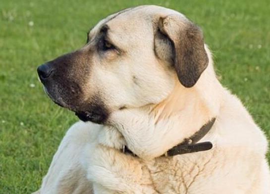 世界十大最受歡迎牧羊犬,邊境牧羊犬、德國牧羊犬智商高