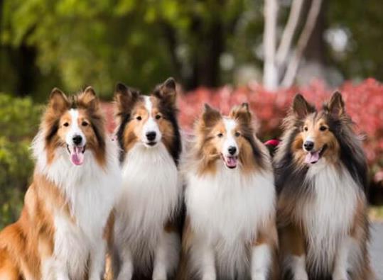 世界十大最受歡迎牧羊犬,邊境牧羊犬、德國牧羊犬智商高