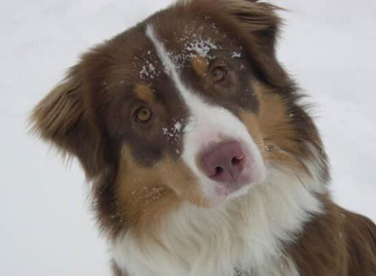 世界十大最受歡迎牧羊犬,邊境牧羊犬、德國牧羊犬智商高