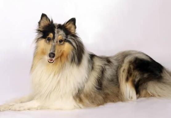 世界十大最受歡迎牧羊犬,邊境牧羊犬、德國牧羊犬智商高