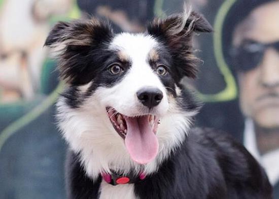 世界十大最受歡迎牧羊犬,邊境牧羊犬、德國牧羊犬智商高