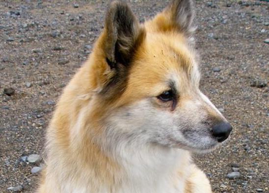 世界十大最受歡迎牧羊犬,邊境牧羊犬、德國牧羊犬智商高