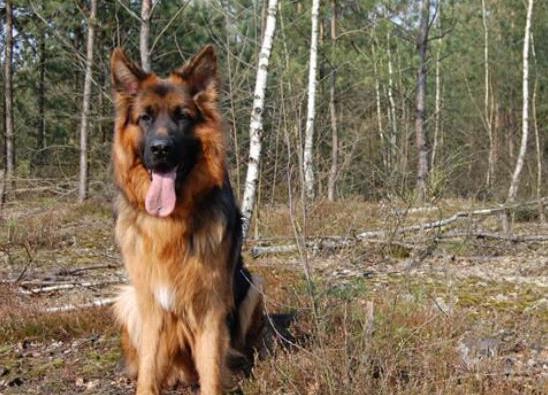 世界十大最受歡迎牧羊犬,邊境牧羊犬、德國牧羊犬智商高