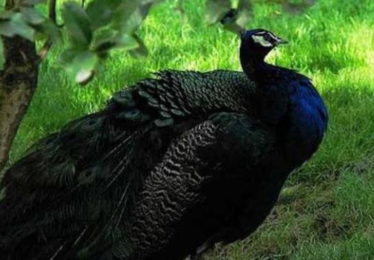 世界十大少見的黑色動物,黑色美洲獅棲息環境多樣化、黑豹瀕臨滅絕