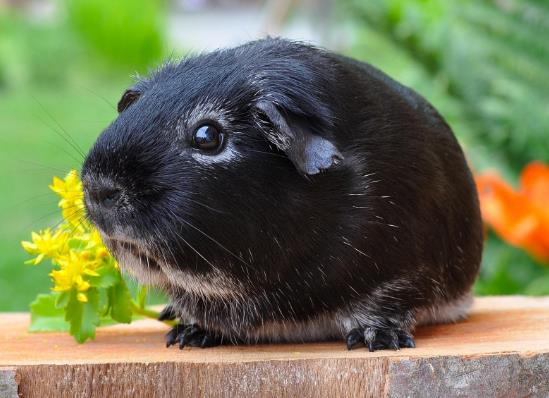 世界十大少見的黑色動物,黑色美洲獅棲息環境多樣化、黑豹瀕臨滅絕