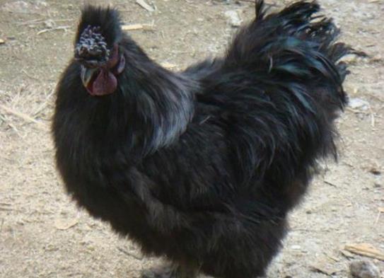 世界十大少見的黑色動物,黑色美洲獅棲息環境多樣化、黑豹瀕臨滅絕