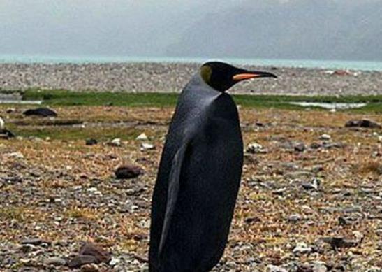 世界十大少見的黑色動物,黑色美洲獅棲息環境多樣化、黑豹瀕臨滅絕