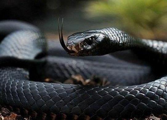 世界十大少見的黑色動物,黑色美洲獅棲息環境多樣化、黑豹瀕臨滅絕