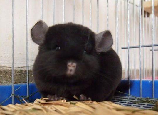 世界十大少見的黑色動物,黑色美洲獅棲息環境多樣化、黑豹瀕臨滅絕