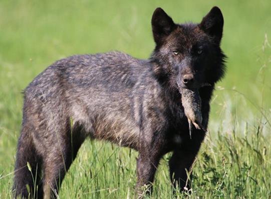 世界十大少見的黑色動物,黑色美洲獅棲息環境多樣化、黑豹瀕臨滅絕