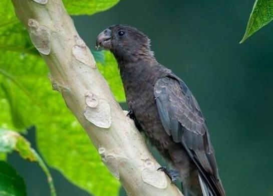 世界十大少見的黑色動物,黑色美洲獅棲息環境多樣化、黑豹瀕臨滅絕