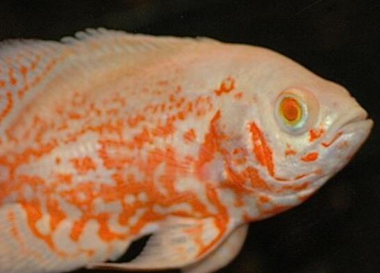 世界十大最好養的大型觀賞魚,地圖魚不兇猛、七星刀魚生長速度極快