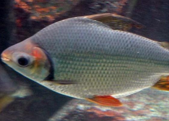 世界十大最好養的大型觀賞魚,地圖魚不兇猛、七星刀魚生長速度極快